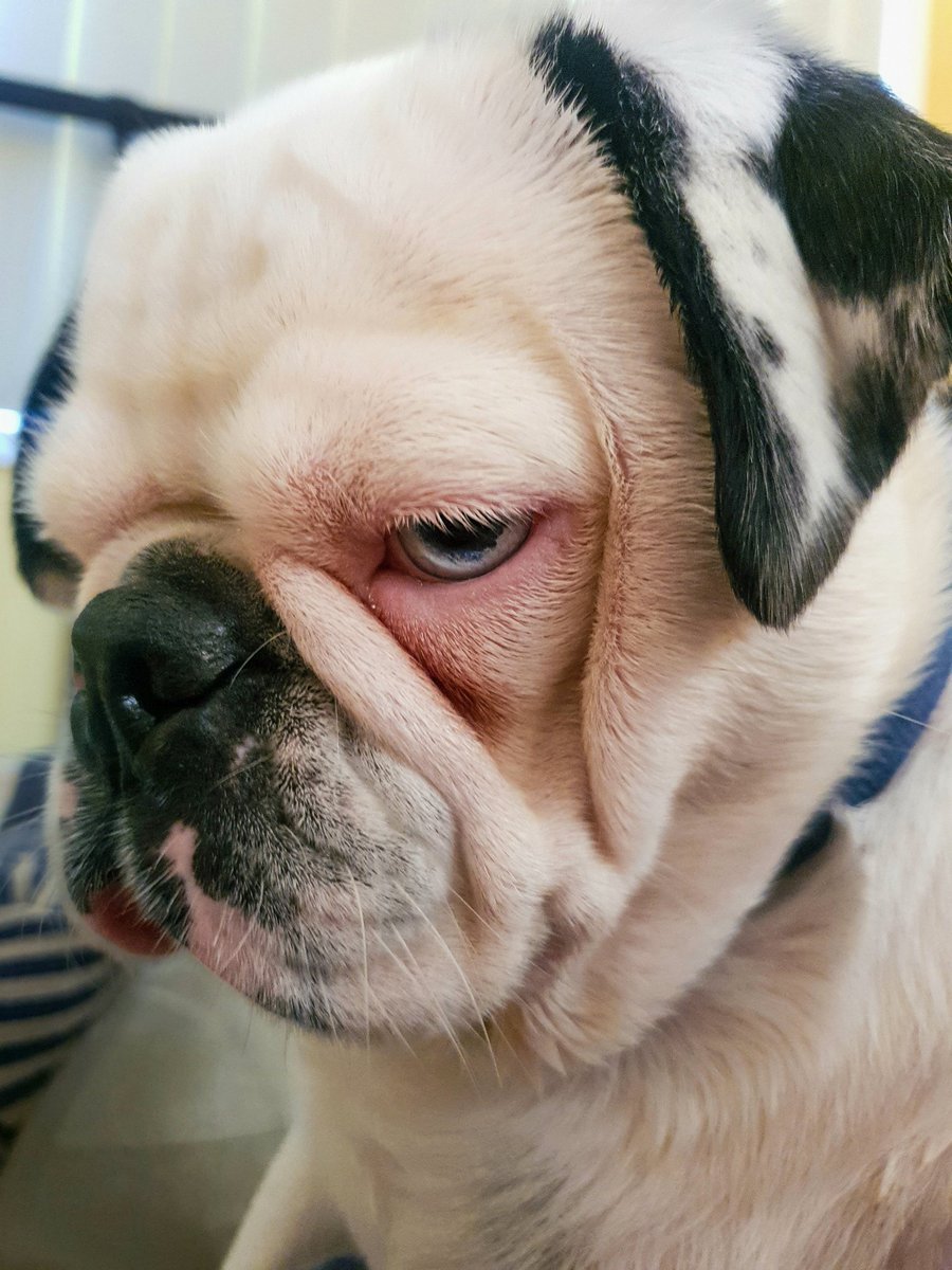 PugOwned Plays tweet media