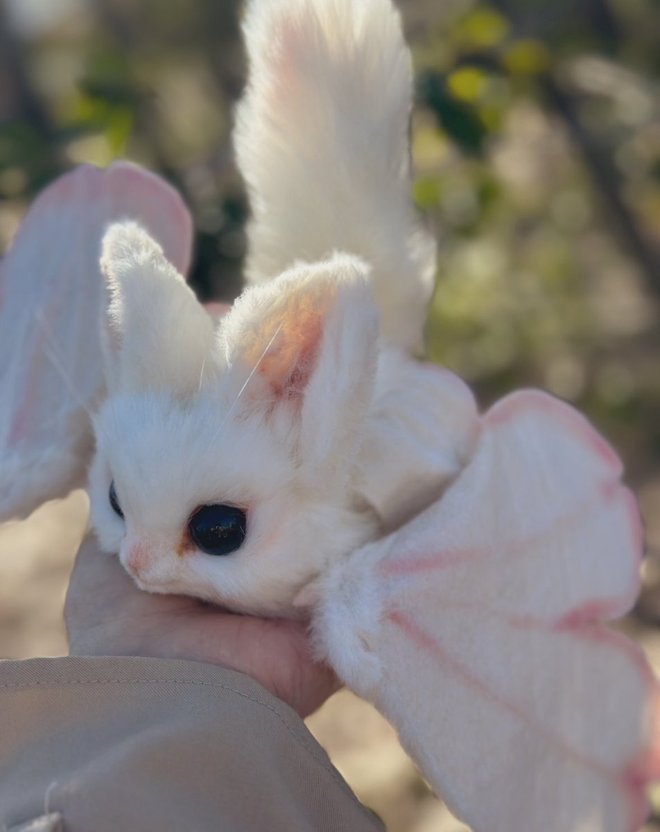 以前撮影したサクラコウモリの姿
春先はまだ寒いので、人間で暖を取ろうとする個体もいます