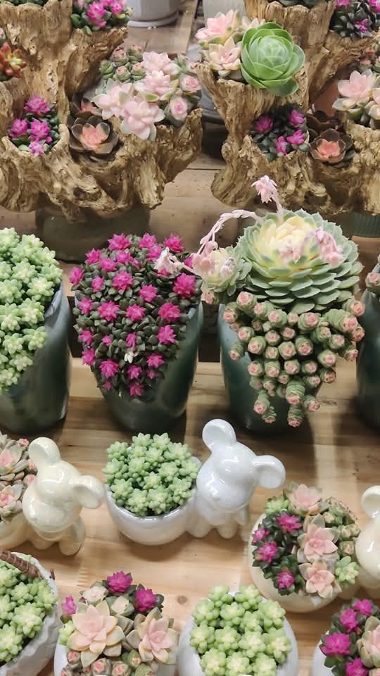 HarmonyYunnan's tweet image. The flower trading market with an average daily transaction of more than 100 million branches of fresh flowers is located in Dou'nan Flower Market in Kunming. It is simply a "paradise of happiness" for flower lovers!
#flower #LifeinYunnan #SpringOuting #吉祥中国