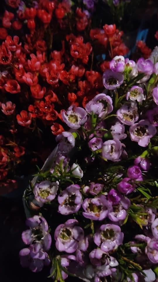 HarmonyYunnan's tweet image. The flower trading market with an average daily transaction of more than 100 million branches of fresh flowers is located in Dou'nan Flower Market in Kunming. It is simply a "paradise of happiness" for flower lovers!
#flower #LifeinYunnan #SpringOuting #吉祥中国