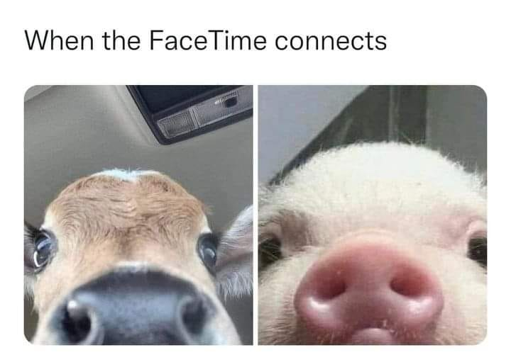 WholesomeMemes (@wholesomememe) on Twitter photo 