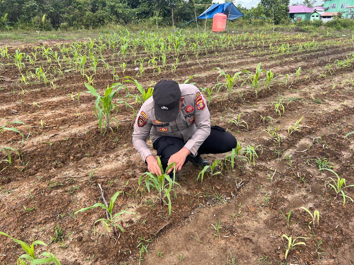 Tabang_2025's tweet photo. Mendukung Program Asta Cita, Polsek Tabang Melaksanakan Monitoring Lahan Jagung di Wilayah Tabang https://t.co/dO4eRTeMRR