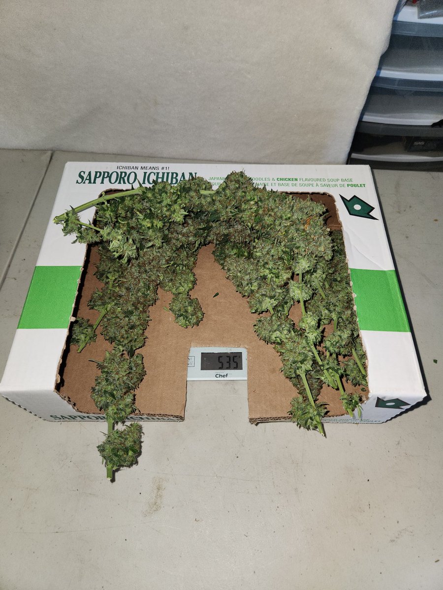 Dankeye420's tweet photo. @IntKannabia 
@Kannabia_Samen 
@KannabiaSeeds 
@Kannabia_US 
@JuanKannabia 
@KannabiaLatam 
@kannabia_en 
Runtz Auto - fem
535g wet https://t.co/TXAm0qQYL8