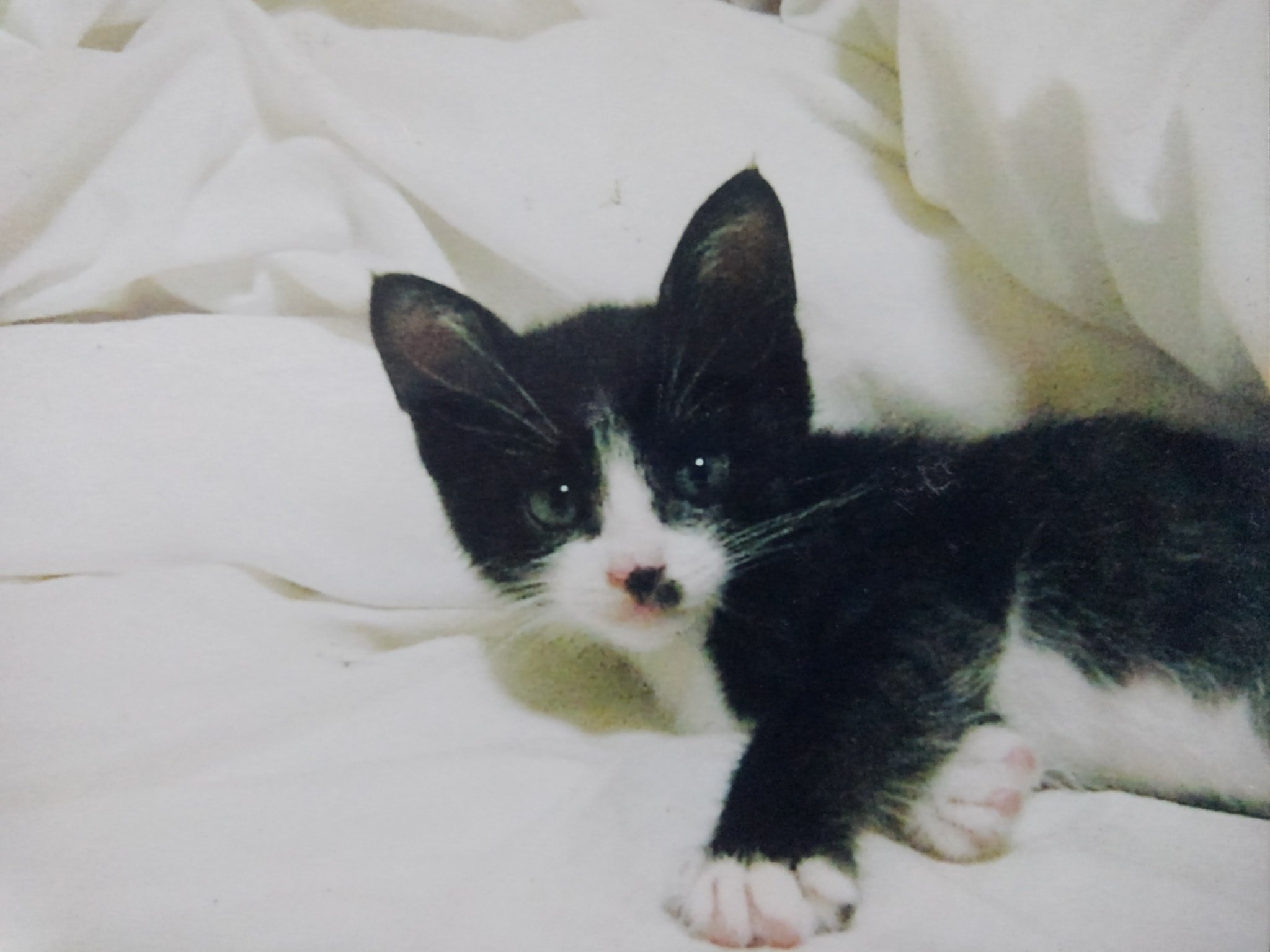 ルン太朗 (@luntaro) / X