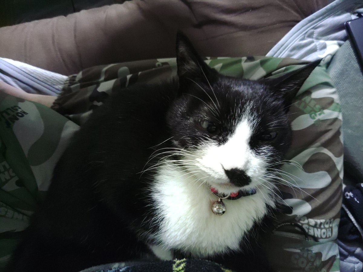 ルン太朗 (@luntaro) / Posts / X