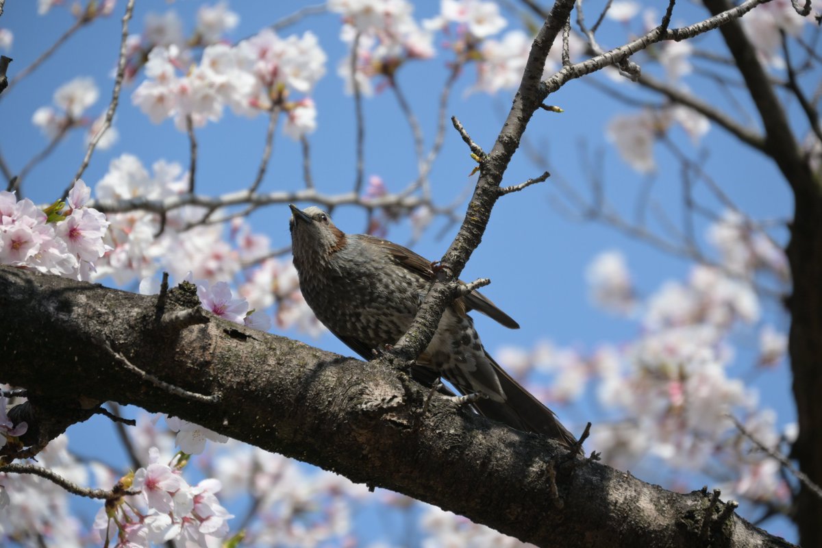 takeo.camp tweet media