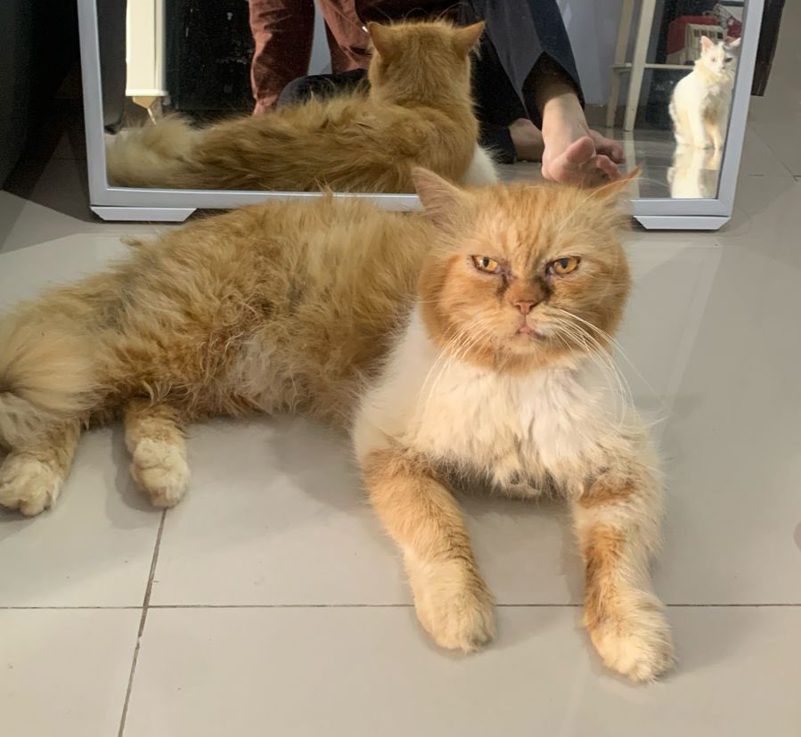 str0berr1's tweet photo. zarvin n his cat T____T https://t.co/UyoJrqm7kn