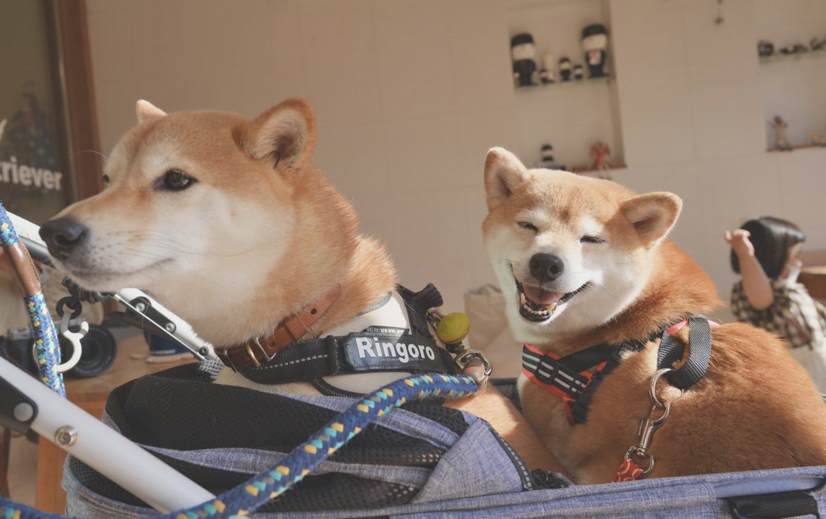 柴犬りんご郎 tweet media