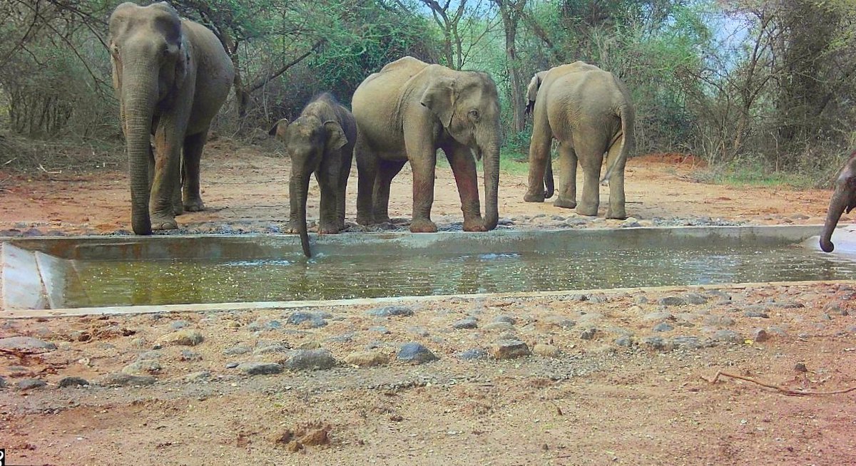 tnforestdept's tweet photo. Camera footage from forests near Srivilliputtur Meghamalai Tiger Reserve shows elephants actively using water troughs constructed by TNFD. Powered by a solar borewell, these troughs are helping wildlife beat the heat during the peak summer months. #TNforest #TBGPCCR @tbgpccr81051 https://t.co/RG44o2nFUM