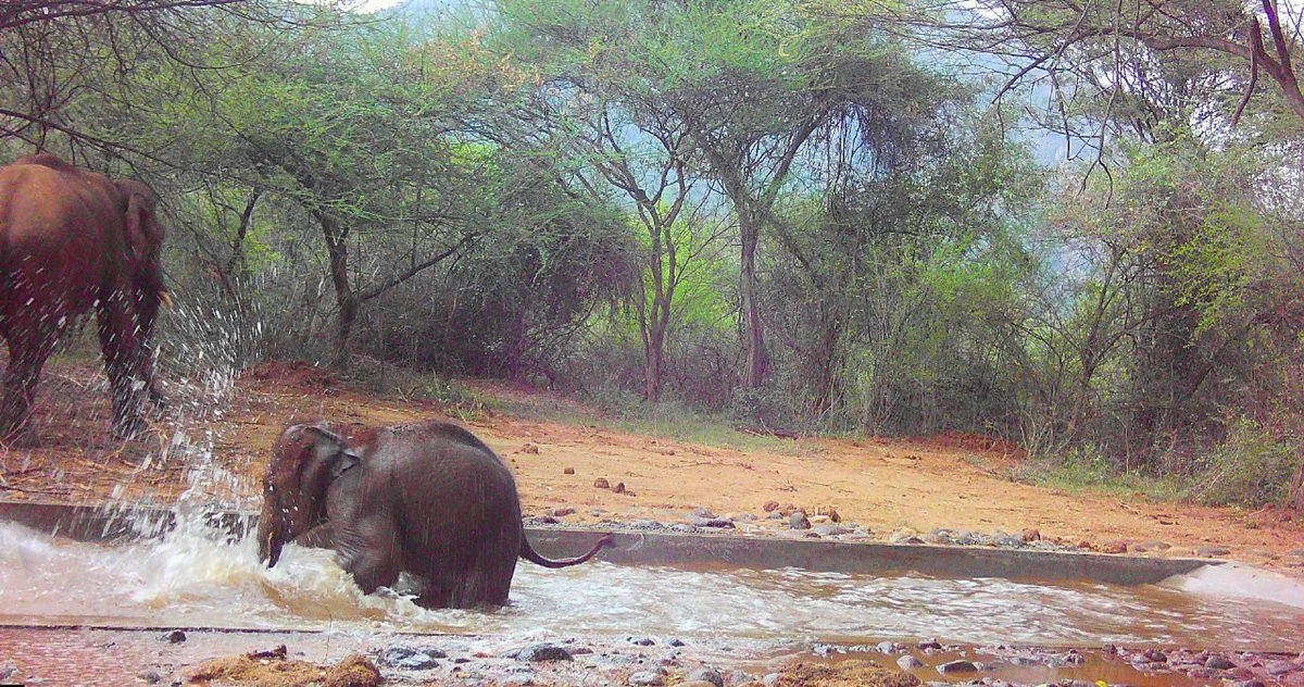Tamil Nadu Forest Department (@tnforestdept) on Twitter photo Camera footage from forests near Srivilliputtur Meghamalai Tiger Reserve shows elephants actively using water troughs constructed by TNFD. Powered by a solar borewell, these troughs are helping wildlife beat the heat during the peak summer months. #TNforest #TBGPCCR <a href="/tbgpccr81051/">TBGPCCR FOREST</a> Camera footage from forests near Srivilliputtur Meghamalai Tiger Reserve shows elephants actively using water troughs constructed by TNFD. Powered by a solar borewell, these troughs are helping wildlife beat the heat during the peak summer months. #TNforest #TBGPCCR <a href="/tbgpccr81051/">TBGPCCR FOREST</a>