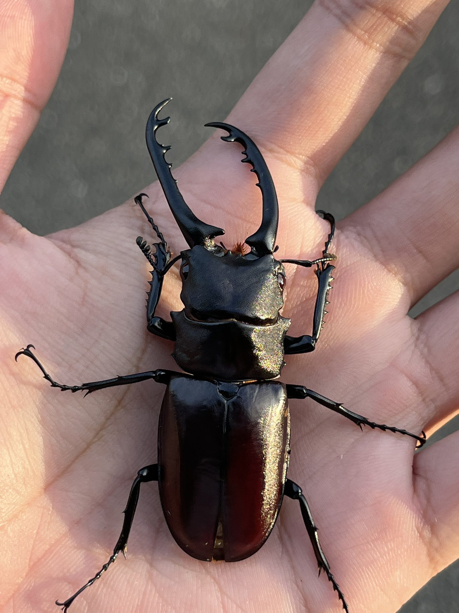 昆虫ショップBIG BEETLE (@BigBeetle10) / X