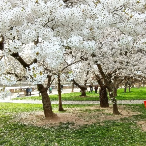 Project8kenden's tweet image. せっかくなので春の写真をこっちにも。
今年もお花見してきました🌸満開です！！
先月初夏のような週があったせいかもう葉っぱが出ててびっくり😳