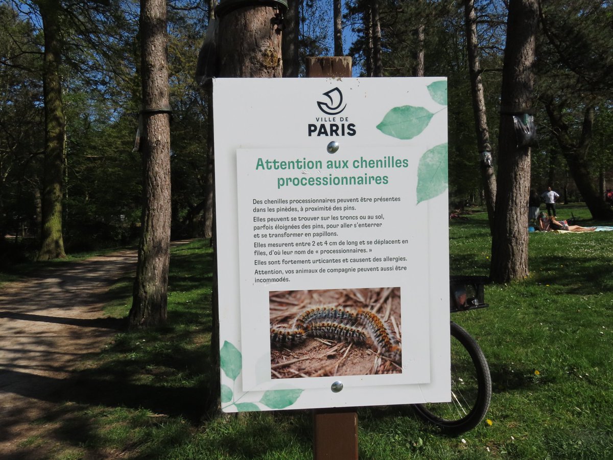 Mart_in_Paris's tweet image. Vincennes
5 avril 2025
Chenilles processionnaires des pins 🐛🐛🐛🐛🐛🐛🐛🐛
⚠️ Attention si vous en voyez, elles sont tres urticantes et peuvent causer des allergies!
#Chenille #Chenilles #ChenillesProcessionnaires #Nature #NatureLovers