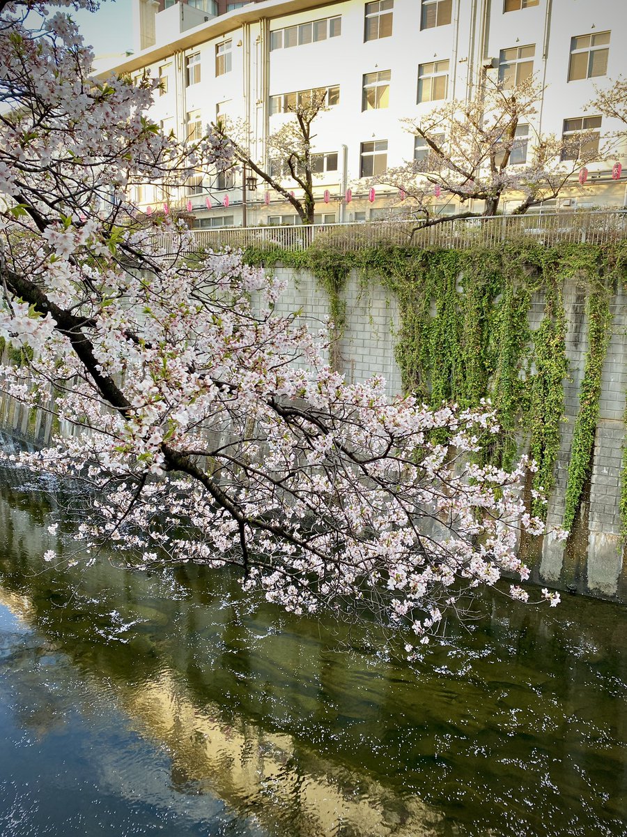 暖かい風に桜の花びらもひらひらと。
こんな穏やかな日常が続いてほしいものです。