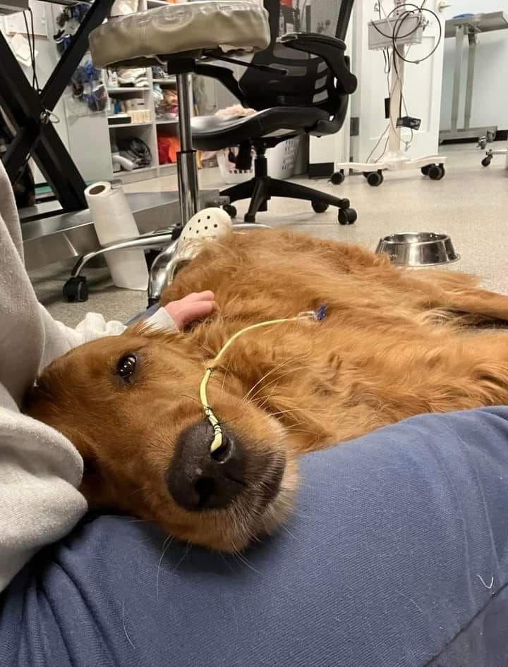 My beloved Lola passed away today. She was the most amazing dog. She was our companion for 15 years. I miss you already!