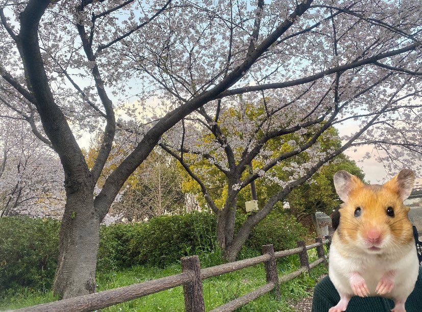 お花見に来ました🌸
たろぅちゅお留守番やけど桜見ようね💕︎