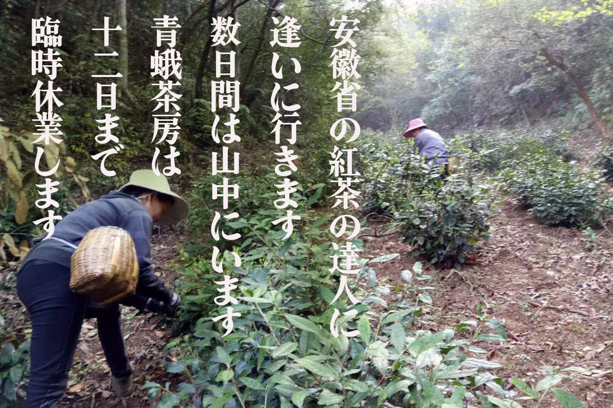 月曜日から土曜日まで店主は中国安徽省に出かけますが、
10日（木）→茶藝師、12日（土）→老師、強力な助っ人が青蛾茶房に来てくれますので今年の新茶20種がいち早く試飲できます。＃青蛾茶房　＃秘境のお茶　＃中国茶　＃緑茶　＃吉祥寺　＃新茶