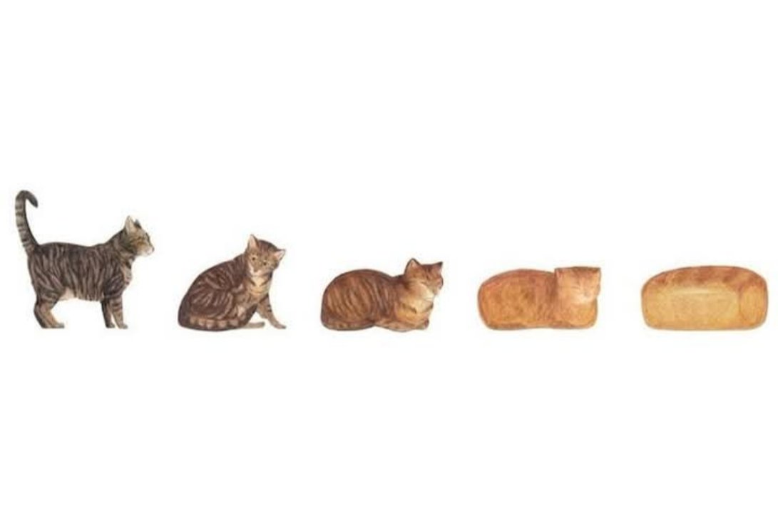 EXPLORECATS's tweet image. Loaf evolution 🍞
