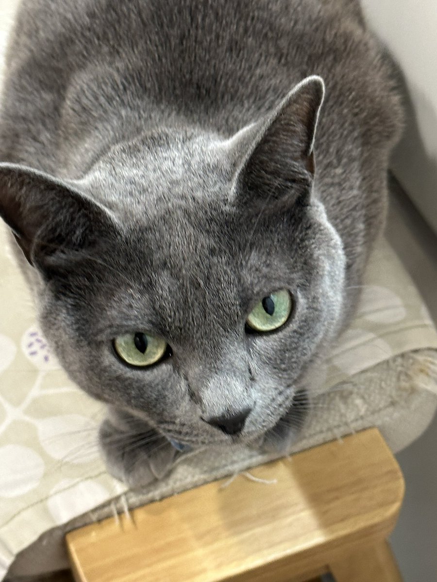 ちみ・みみ (@chimi_mimi) on Twitter photo 