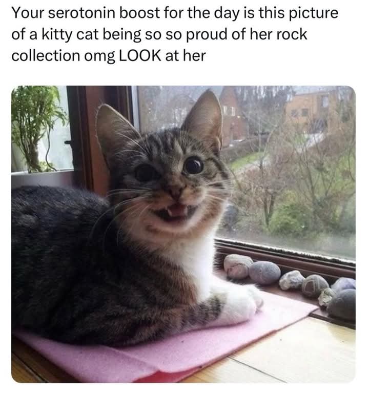 EXPLORECATS's tweet image. a proud mama of her rocks
