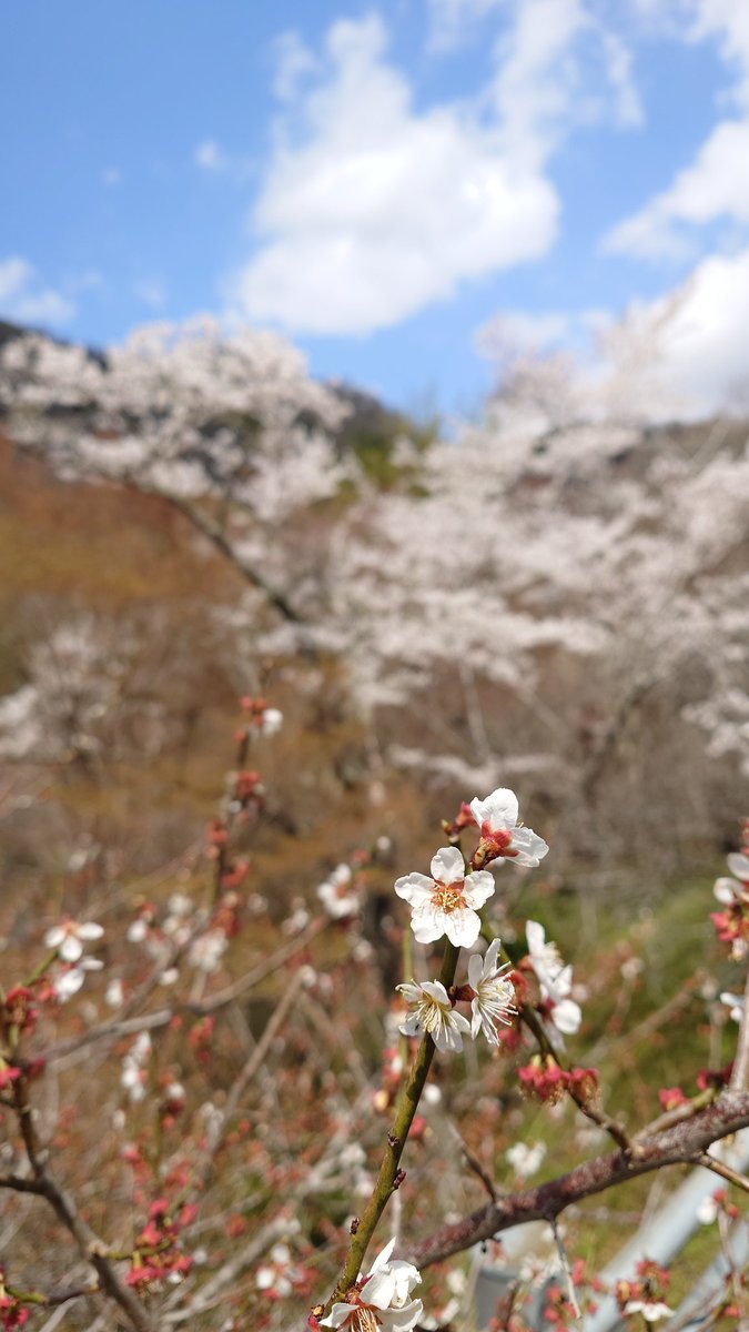 月ヶ瀬は梅と桜