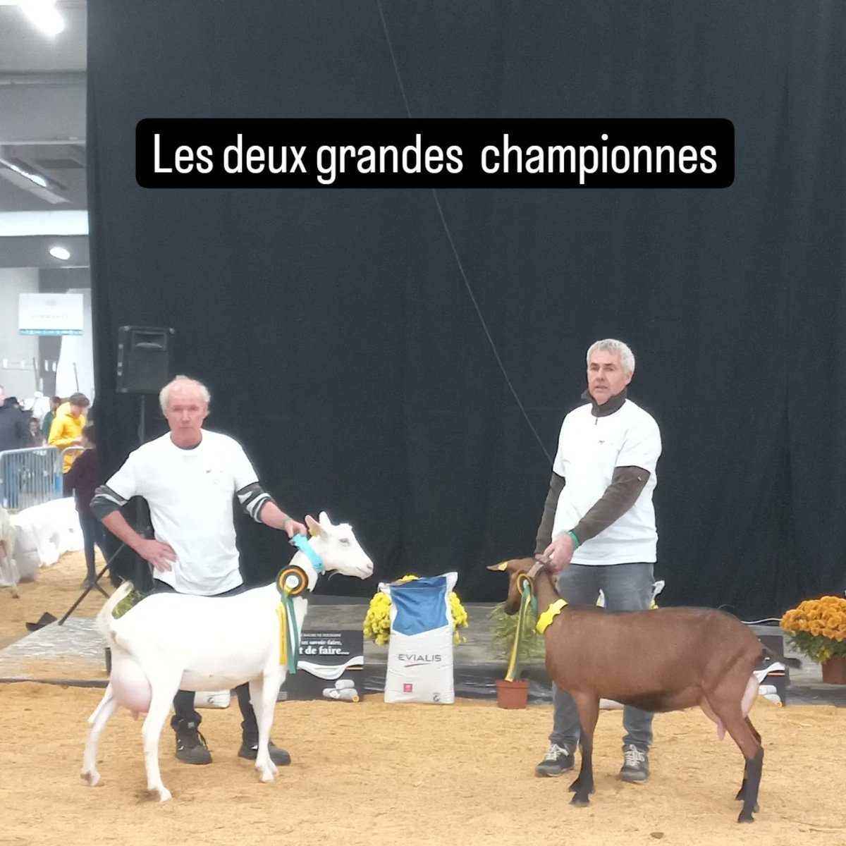 Salut  
 Je vais  au  concours caprin  de bressuire  ce matin 
 Je serais  autour du ring #FrAgtw 
#CONCOURS <a href="/Lorine_agri/">Lorine</a> 
Photos  d illustrations