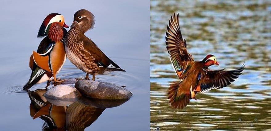 নানা রঙে রঙিন জলচর পাখি ‘সুন্দরী হাঁস’