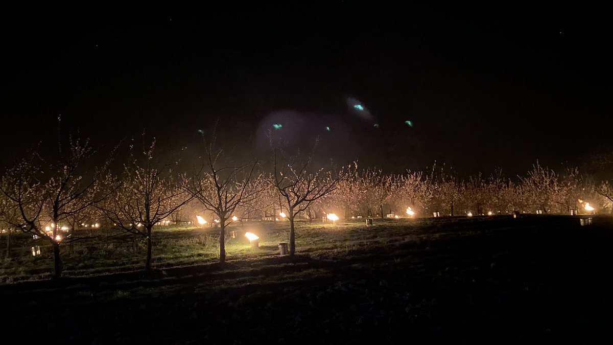 Předpověď se vyplnila. Teploty v noci na neděli klesly pod nulu. Květy meruněk proto v sadech VŠÚO v Holovousích ochránili parafínovými svícemi. Noc na pondělí by měla být ještě chladnější.