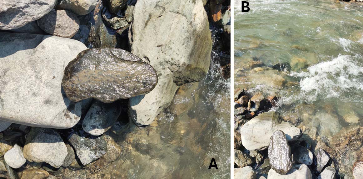 Prashant Singh (@prashantcyano) on Twitter photo 🚨New Paper🚨
From a single rock to three cyanobacterial strains & a new species! 🪨
Meet Nostoc sikkimense sp. nov., from Sikkim.
Hidden biodiversity is real—and closer than we think.
<a href="/cyanotaxonomy/">Lab of Cyanobacterial Systematics & Stress Biology</a> <a href="/SagarikaPal9/">Dr. Sagarika Pal</a>
🔗 lnkd.in/gnqP_63x
📸The rock that held the secrets. 🚨New Paper🚨
From a single rock to three cyanobacterial strains & a new species! 🪨
Meet Nostoc sikkimense sp. nov., from Sikkim.
Hidden biodiversity is real—and closer than we think.
<a href="/cyanotaxonomy/">Lab of Cyanobacterial Systematics & Stress Biology</a> <a href="/SagarikaPal9/">Dr. Sagarika Pal</a>
🔗 lnkd.in/gnqP_63x
📸The rock that held the secrets.