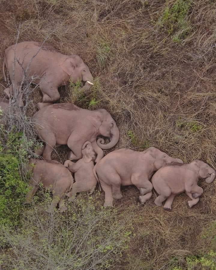 The beauty of Wildlife ~ A Thread 🧵

1. Sleeping elephant family photographed by a drone.