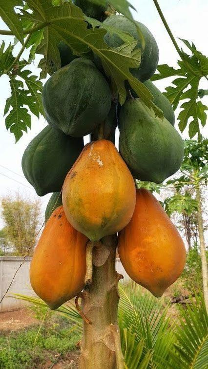 Papaya – sweet, juicy, and full of goodness! 🍈
Ever tried it with a dash of lemon and a pinch of black salt? Game changer! 😋