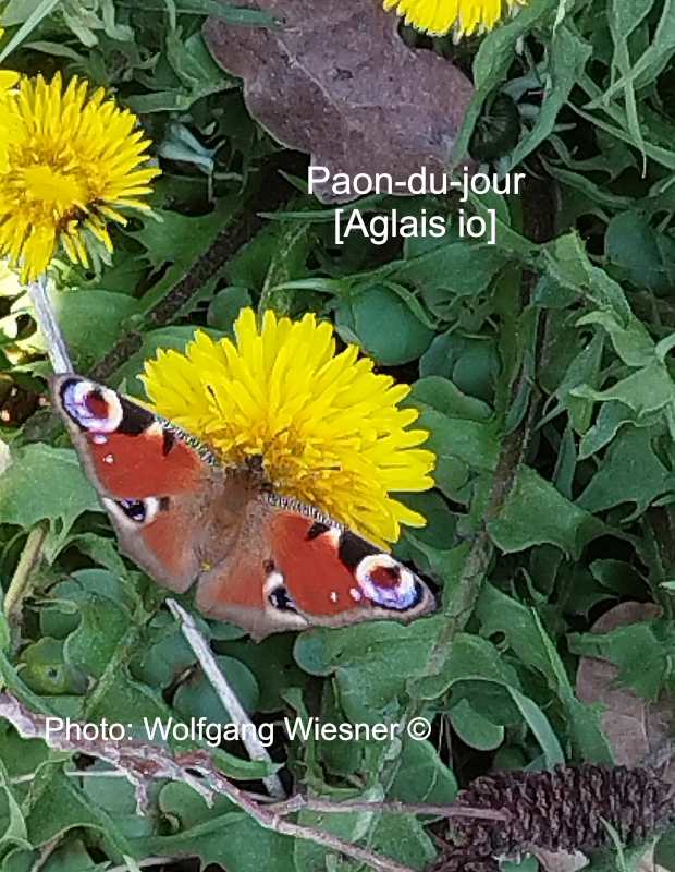 wwpresent's tweet image. Le Paon-du-jour est identifiable par ses ocelles (yeux) qui sont exposés rapidement lorsque le papillon se sente troublé par un danger.  Les adultes hivernent dans les lieux sombres où ils peuvent se réveiller à la faveur d'un rayon de soleil réchauffant et se rendormir plus tard