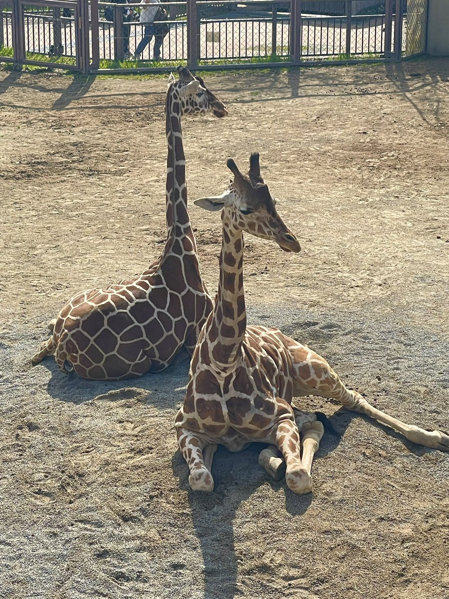騎乗依頼お待ちしております💁🏻‍♂️