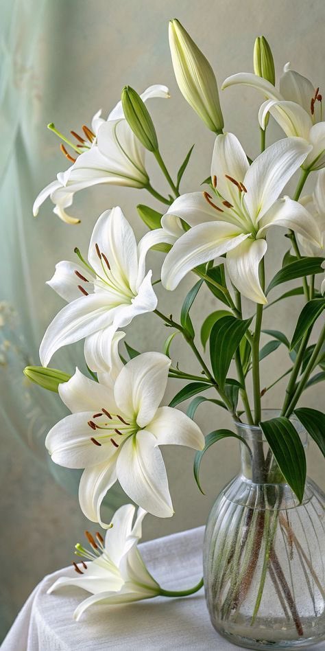White lily