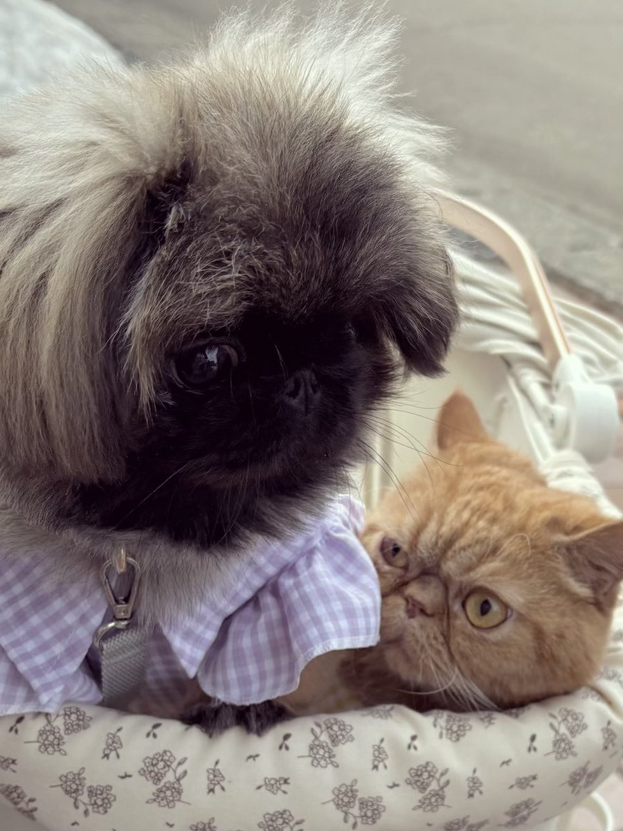 H29_Aro's tweet photo. 散歩🐾
 #ペキニーズ
 #エキゾチックショートヘア https://t.co/GfEiaFYslT