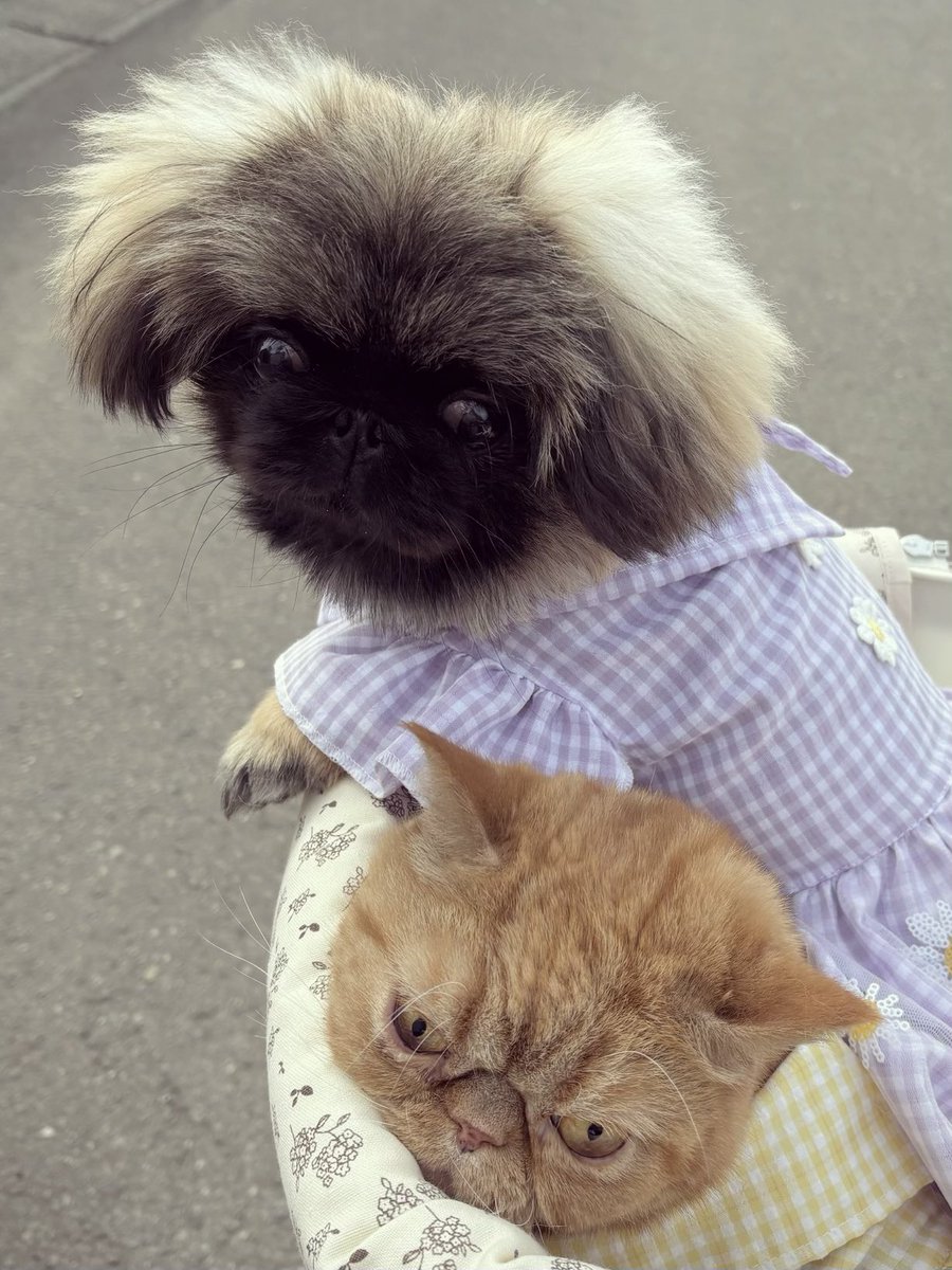 H29_Aro's tweet photo. 散歩🐾
 #ペキニーズ
 #エキゾチックショートヘア https://t.co/GfEiaFYslT