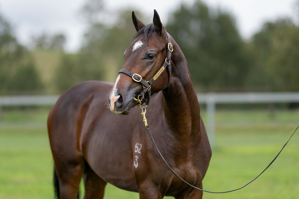 Goodwood Farm (@goodwood_farm) on Twitter photo That's a wrap for <a href="/Goodwood_Farm/">Goodwood Farm</a> from the <a href="/inglis_sales/">Inglis</a> Easter yearling sale as our So You Think colt (Lot 99) sells for $100,000 to <a href="/MonarchRacing_/">Monarch Racing Syndications</a>, Catheryne Bruggeman and <a href="/PMBRacing/">Paul Moroney</a>. That's a wrap for <a href="/Goodwood_Farm/">Goodwood Farm</a> from the <a href="/inglis_sales/">Inglis</a> Easter yearling sale as our So You Think colt (Lot 99) sells for $100,000 to <a href="/MonarchRacing_/">Monarch Racing Syndications</a>, Catheryne Bruggeman and <a href="/PMBRacing/">Paul Moroney</a>.
