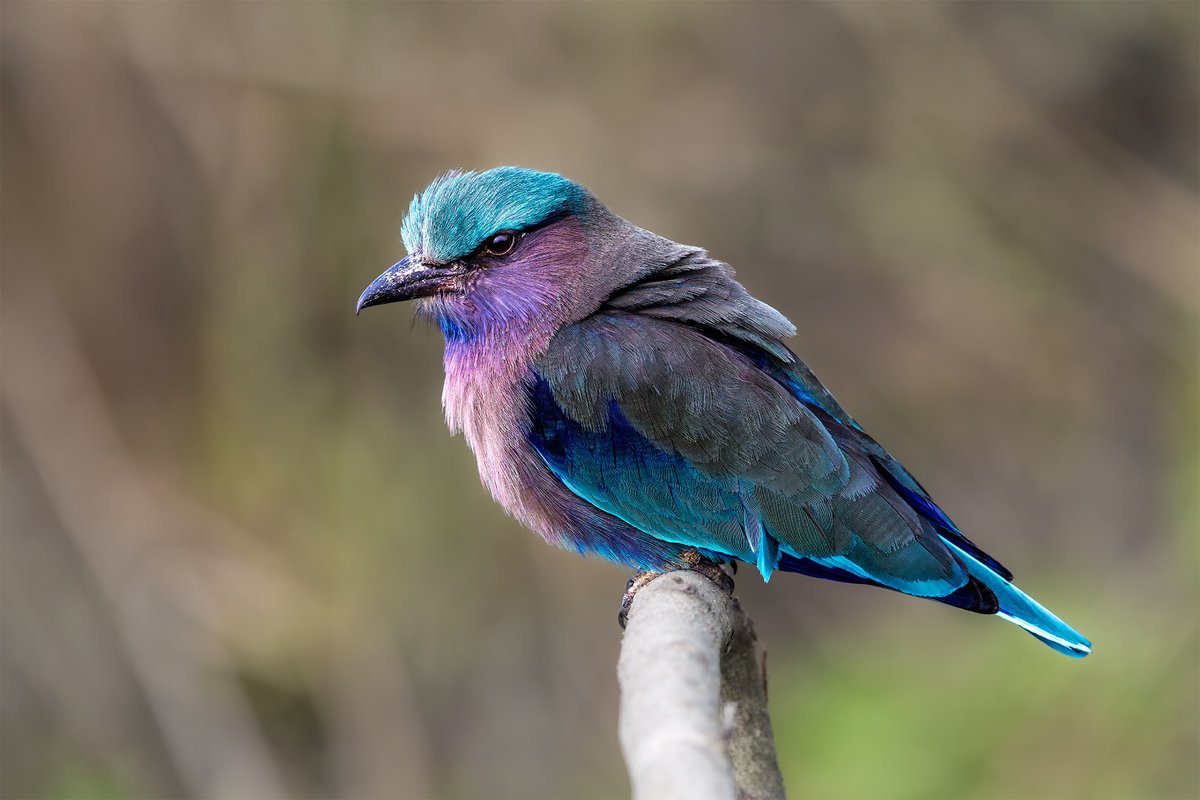 ketanvikamsey's tweet image. | Indochinese Roller... Full-frame image... | Kaziranga National Park, a UNESCO World Heritage Site... | 
#IndochineseRoller #EyeLevel #Kaziranga #CentralZone #Wilderness #ketanvikamsey #KVKliks