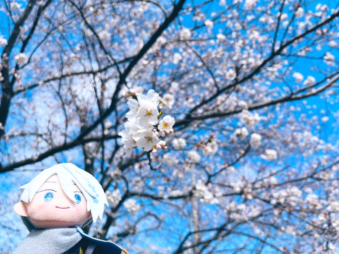 指の上ちゃんと桜 