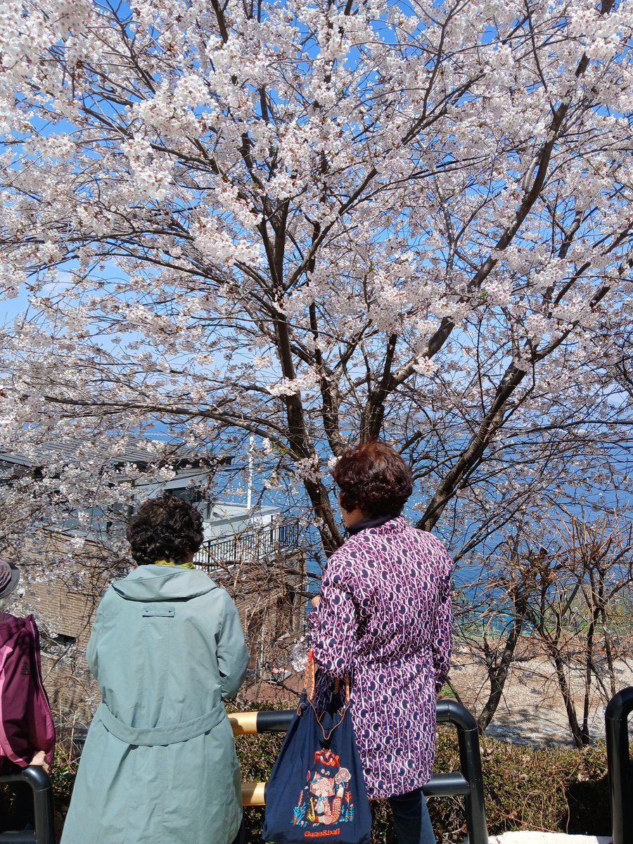 벛꽃사진