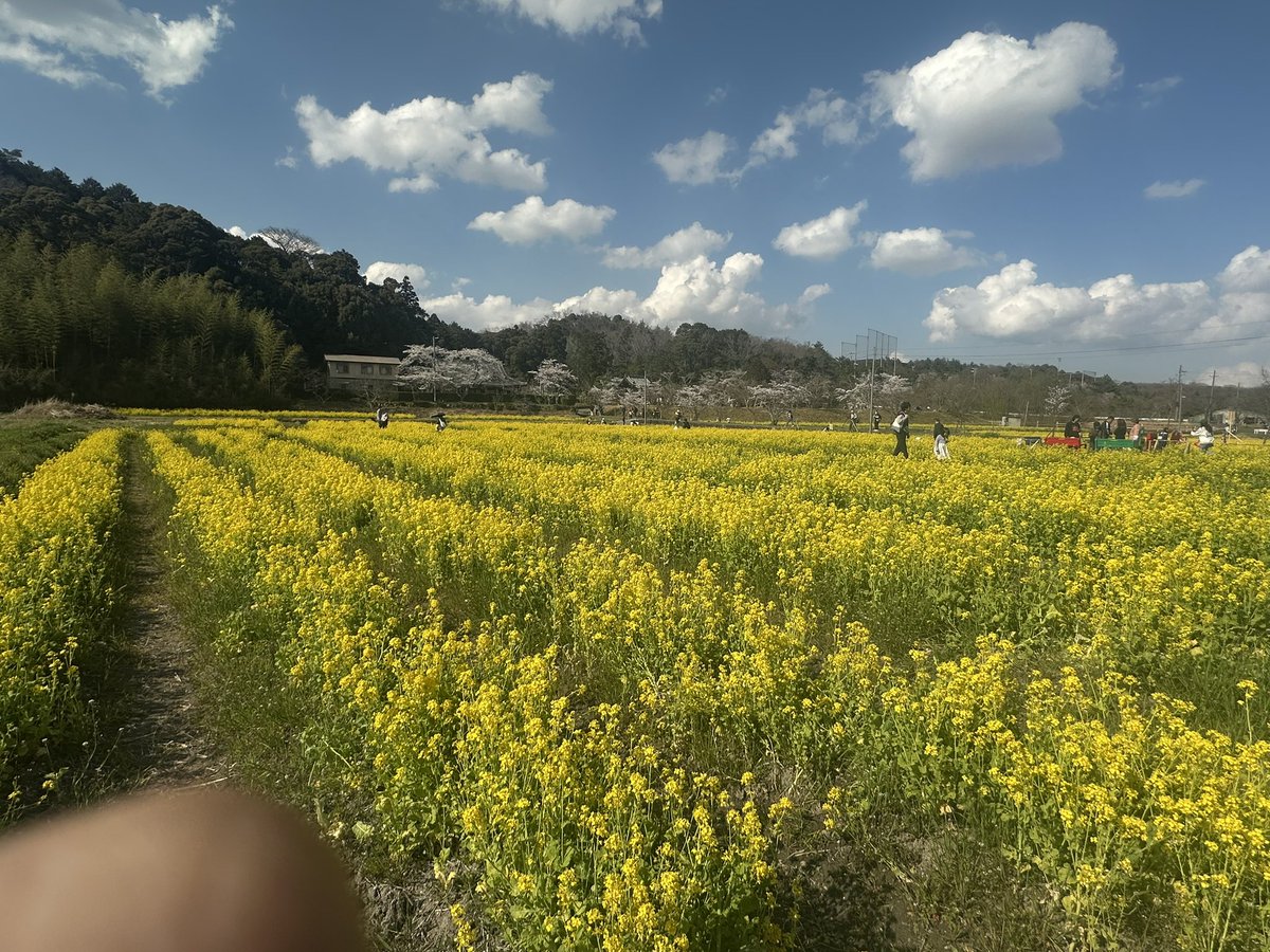 菜の花畑🌸🌸
バイクまだ乗ってたらバイクとのツーショット撮りたかった🥺🥺