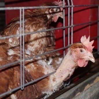 "The greatest curse of any animal is to be worth money to men”Shaun Tan
#EndTheCageAge
<a href="/ciwf/">Compassion in World Farming UK</a>