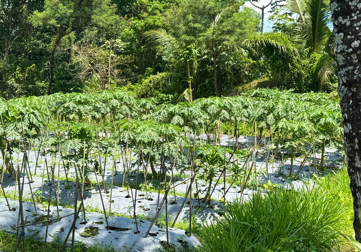 *liat2 kebun rumah bapak*

Me: “pak, aku seneng2 aja sih bapak sekarang lebih sering di desa. Tapi bukannya nanem ini ilegal ya?”

Bapak: “…ini daun pepaya an, bukan ganja.”

Wajah beliau terlihat kecewa sekali memandang anaknya ._.