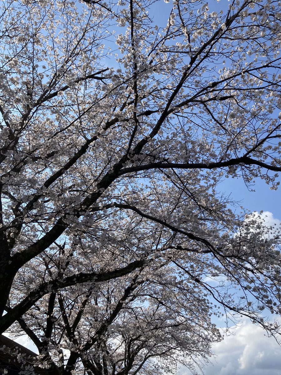 wawazeeeee's tweet photo. 近所をぶらぶら。
今年の桜🌸もコレで終わりでしょうか。
過ぎ行く春を惜しむ

ずっと春だったらなぁ。(去年も言ってた) https://t.co/HexlYMGd82