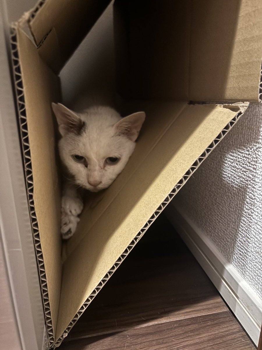 たにゃ たにゃ on X