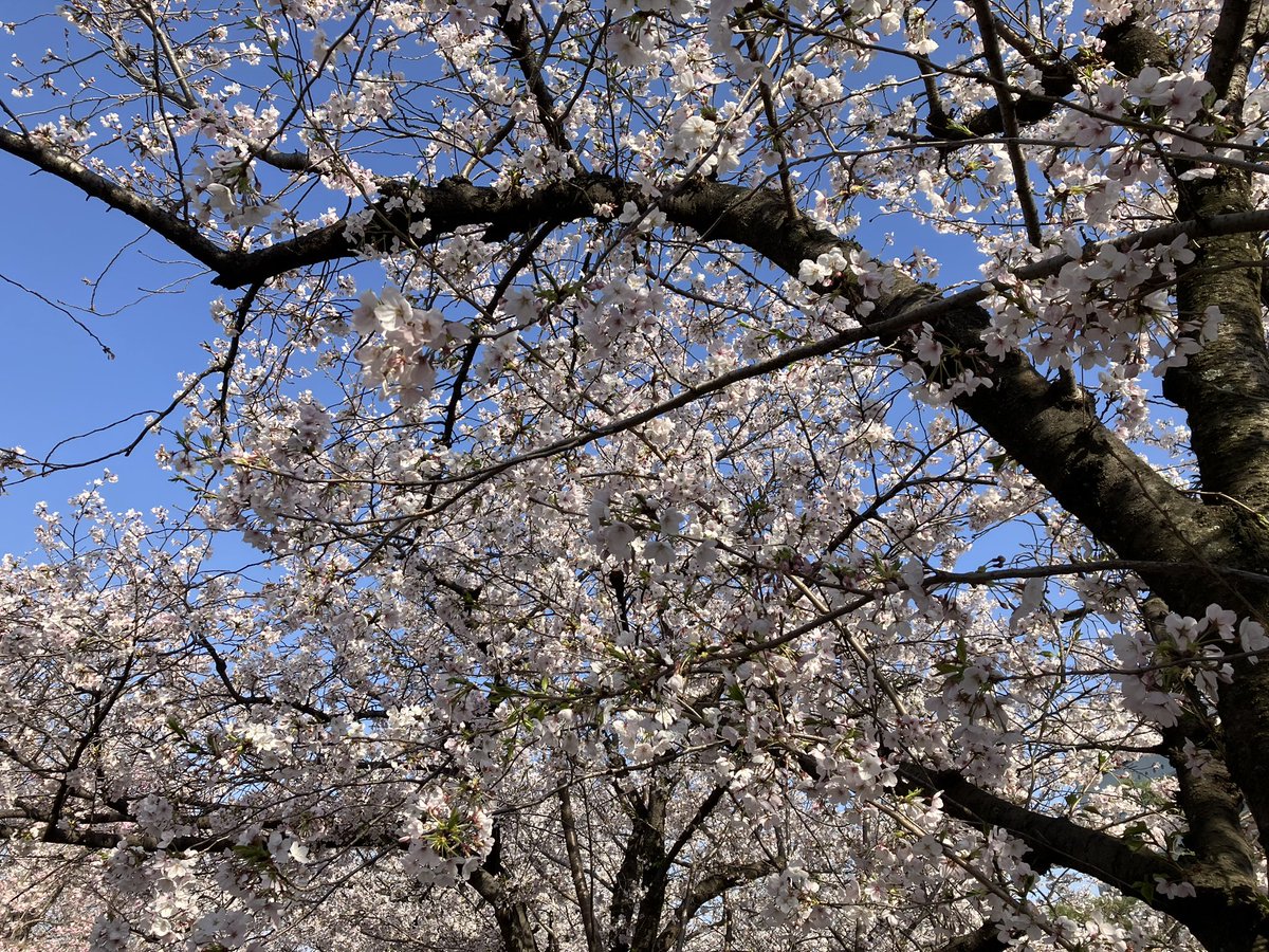 sub_fukuchan's tweet photo. 大阪城公園 https://t.co/nwT1sdTdzQ