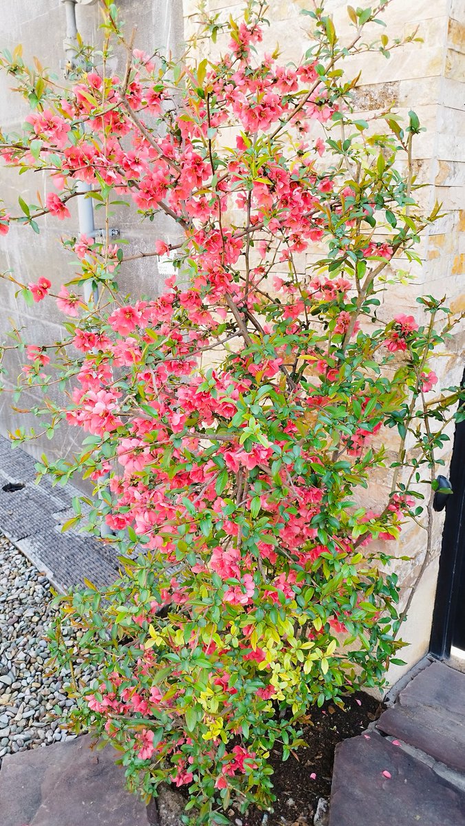 Hanisa12d's tweet image. Beautiful Spring 
🩷🩷