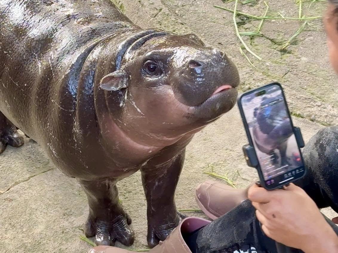 Who remembers this hippo?