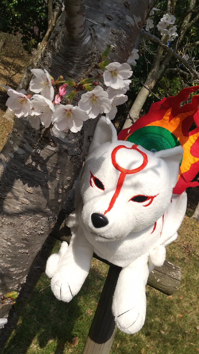 ayaka1059's tweet photo. 桜が咲いてる間に私も、ぬい撮りしてみたーい！ってなって、桜と撮るならアマテラスかな？って持ってったけど、花見客多すぎぃ！
ダッシュで撮ってきたけど、多分、桜とのぬい撮りってこうじゃないよね？ww
一杯の桜と撮るもんだよね？w
ぬいぐるみ割とデカイから、どう��って撮ったらエエんじゃ！ww https://t.co/N2Ezb6c1rX