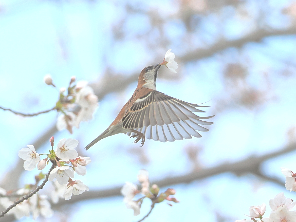 wb_wings's tweet photo. 入内雀
#ニュウナイスズメ 
#RussetSparrow 
#渡良瀬遊水地 
2025/04/06 https://t.co/BEkPbqwOTv